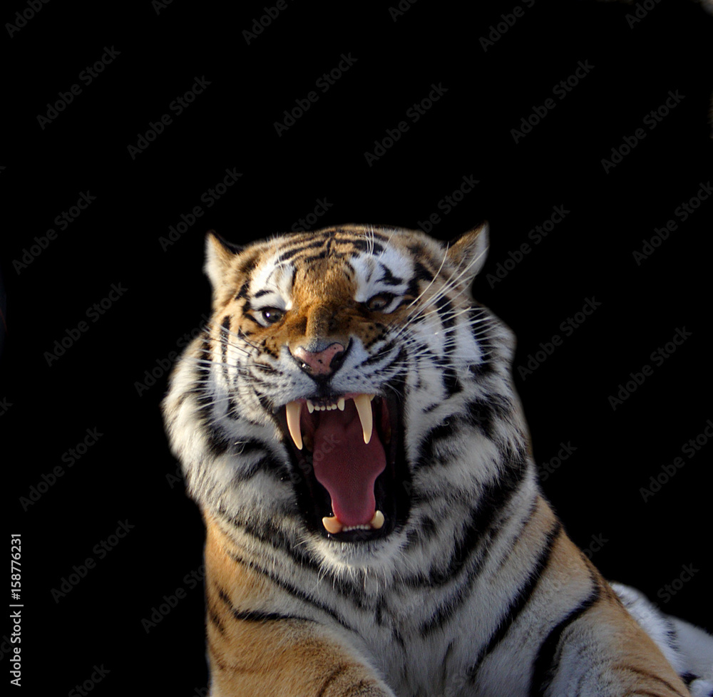 Fototapeta premium Amur tiger