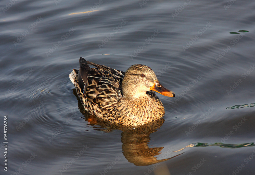 Fototapeta premium Duck