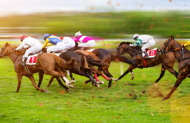 Race horses with jockeys on the home straight