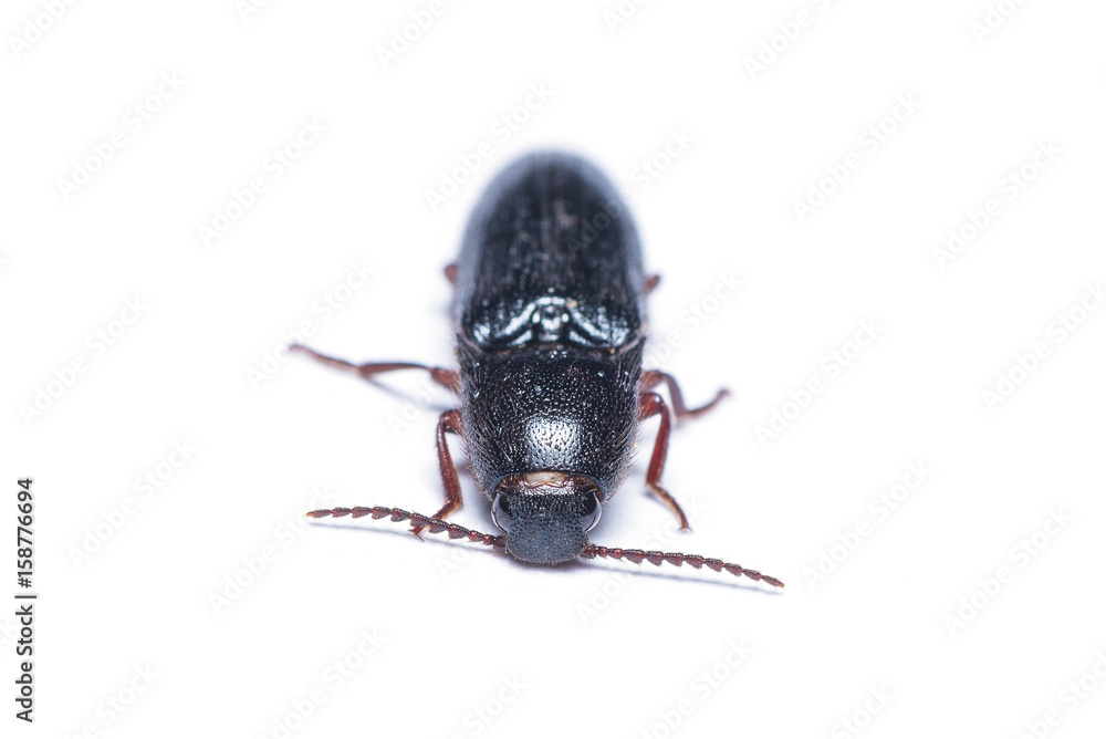 Click beetle or spring beetle isolated on white background. Click beetle or spring beetle isolated on white background.