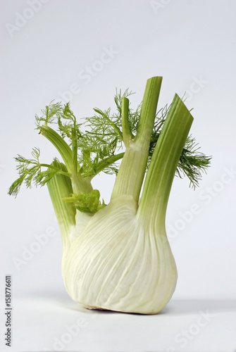 Fennel on white ground