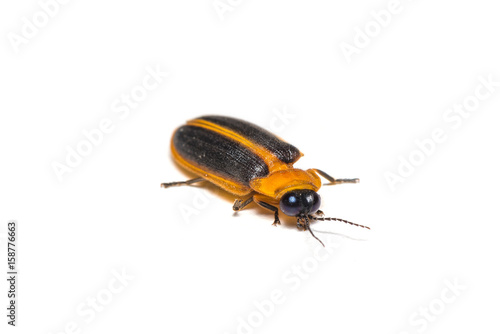 A firefly isolated on white background. © phichak