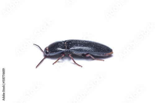 Click beetle or spring beetle isolated on white background.