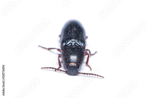 Click beetle or spring beetle isolated on white background. © phichak