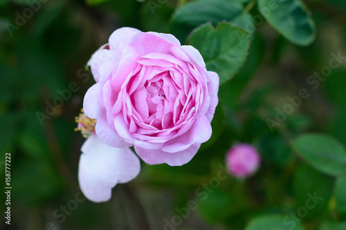 Wallpaper Mural Pink rose Torontodigital.ca