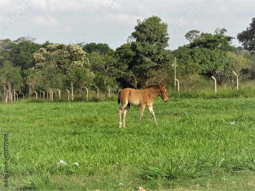 Cavalinho pastando. photo