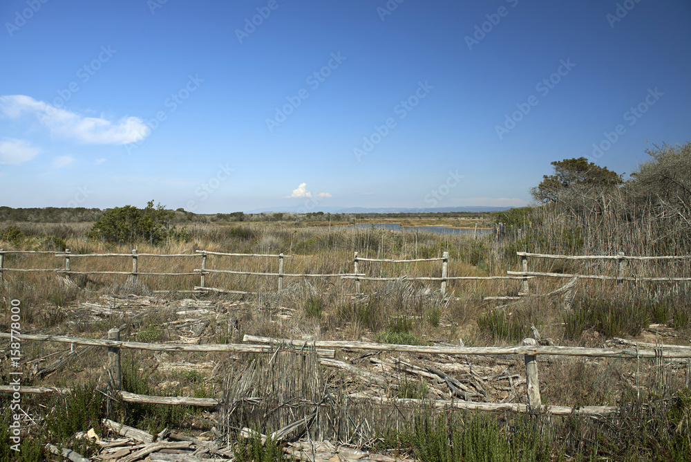 maremma