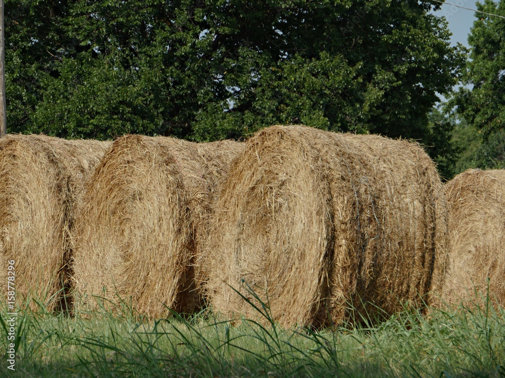 Hay rolls, close up Closer view of hay rolls lined up in a grassy field