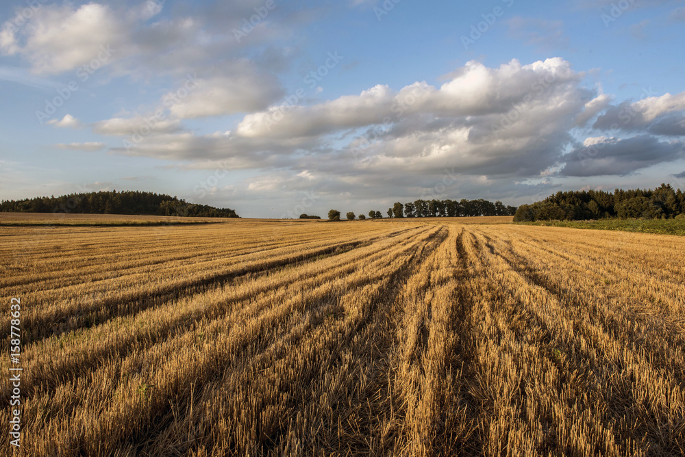 Grain field after harvest
