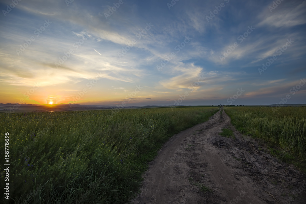 Field of rape and one rural road near Piatra Neamt - Romania