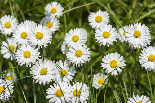 Small daisies in the grass © Vladimira
