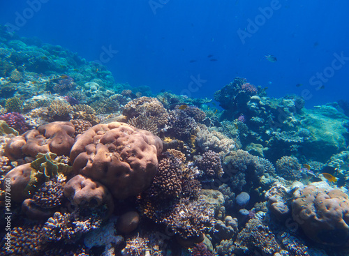 coral reef photo