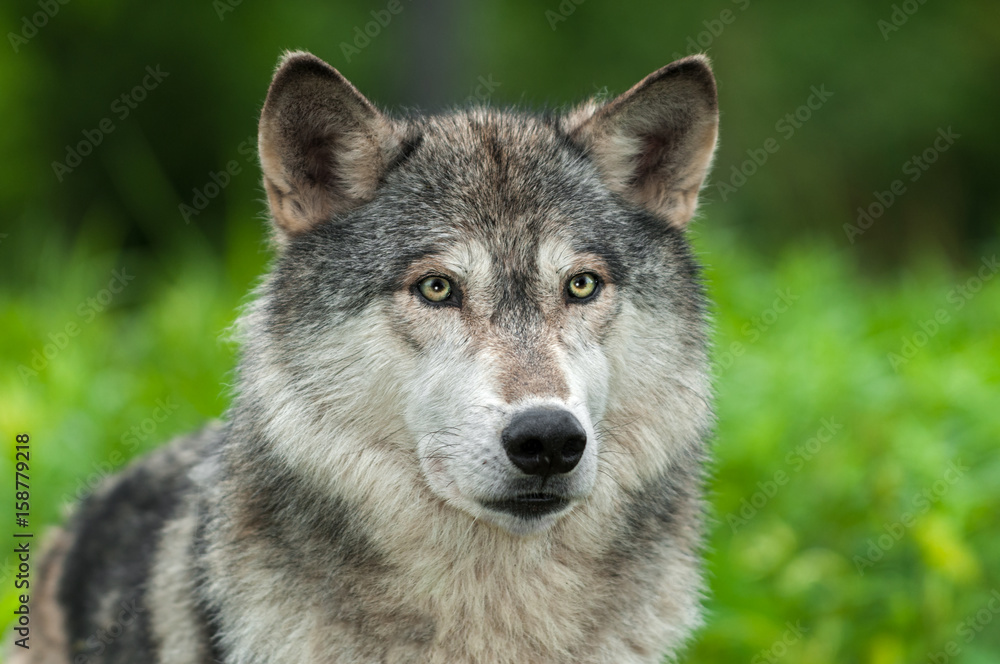 Fototapeta premium Grey Wolf (Canis lupus) Looks Out From Green