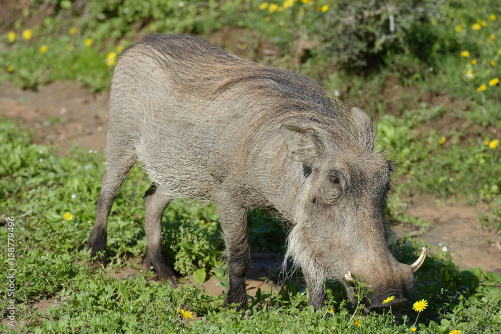 Common Warthog, Addo Elephant National Park Common Warthog, Addo Elephant National Park