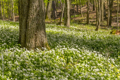 Fototapeta Naklejka Na Ścianę i Meble -  sunny forest scenery with ramsons