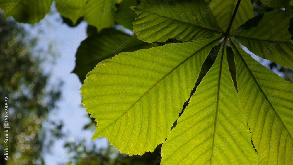 Leaf chestnut tree thoroughly illuminated by the sun. Video footage hd shooting in spring of static camera. Leaf chestnut tree thoroughly illuminated by the sun. Video footage hd shooting in spring of static camera.