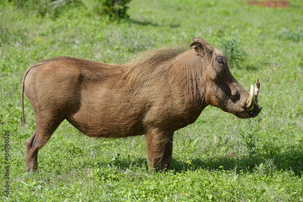 Common Warthog, Addo Elephant National Park Common Warthog, Addo Elephant National Park
