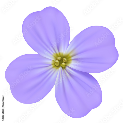 Viola odorata, Sweet Violet, English Violet, Common Violet, or Garden Violet Vector blooming blue flower isolated