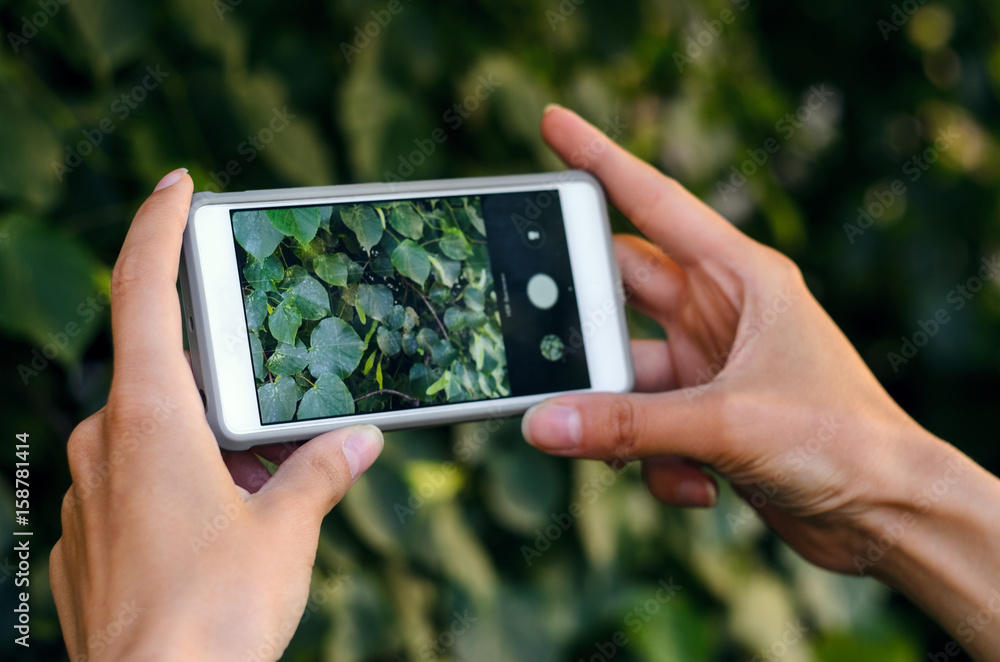 Female hands hold a smartphone for photography on a background of dense thickets of bush. Taking the texture of nature for memory while traveling. Taking a picture with a smart phone concept Female hands hold a smartphone for photography on a background of dense thickets of bush. Taking the texture of nature for memory while traveling. Taking a picture with a smart phone concept