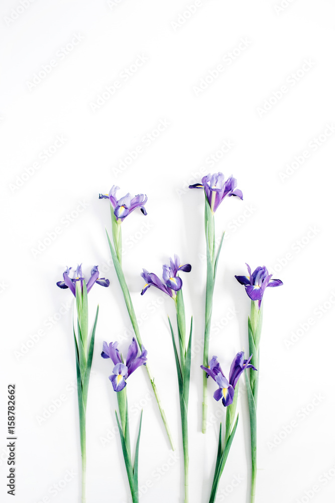 Fototapeta premium Beautiful purple iris flowers on white background. Flat lay, top view. Lifestyle composition.