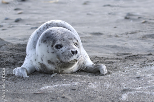 Puppy spotted seal which lies on a sandy beach on the ocean
