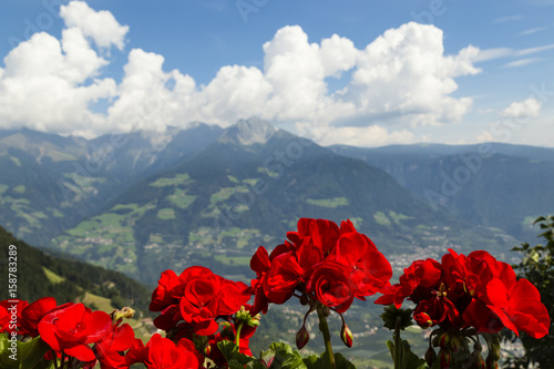 Pelargonien in Südtirol, Italien, Storksbills in South Tyrol, Italy photo