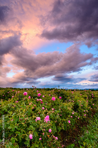 Bulgarian rose field near Karlovo