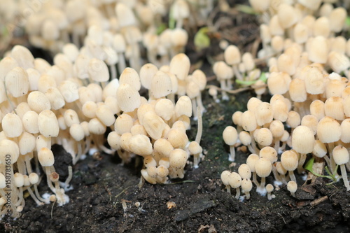 Colony of small non-edible mushrooms in the grass