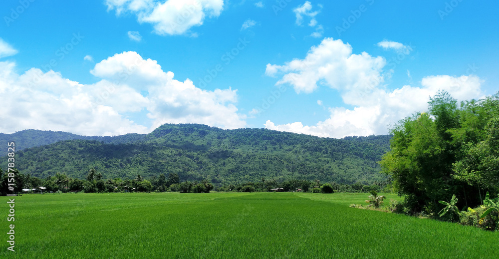 green rice field in thailand