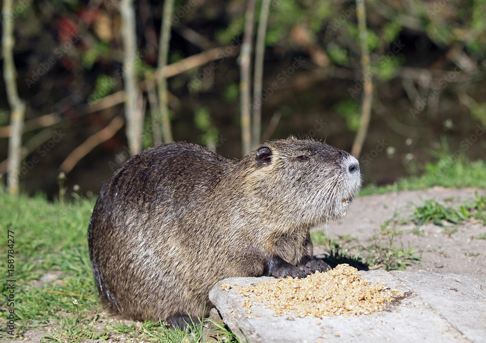 A coypu, Nutria feeding on corn on lawn A coypu, Nutria feeding on corn on lawn