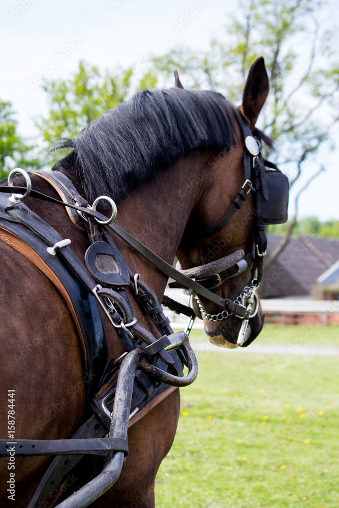 Obraz premium Portrait of horse pulling carriage in summer