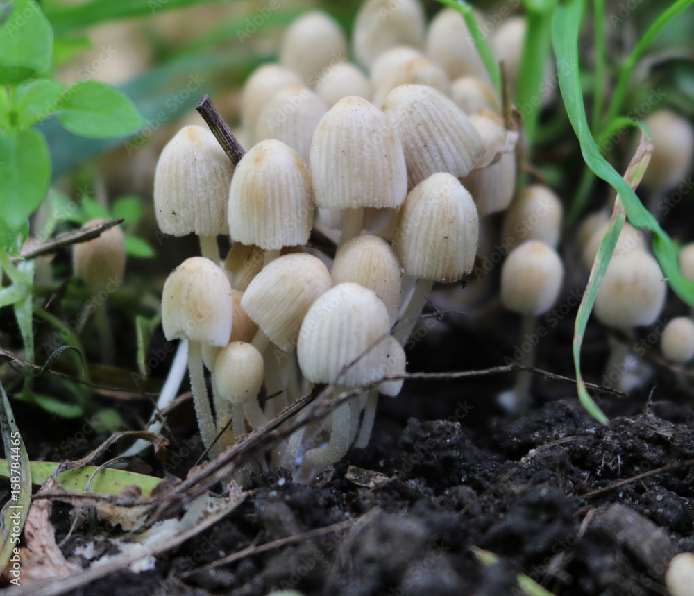 Colony of small non-edible mushrooms in the grass Colony of small non-edible mushrooms in the grass