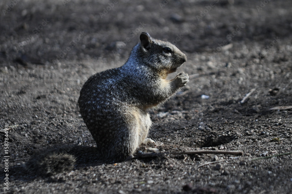 Naklejka premium Squirrel / Eichhörnchen