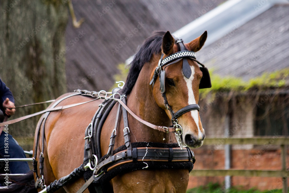 Portrait of horse pulling carriage in summer Portrait of horse pulling carriage in summer