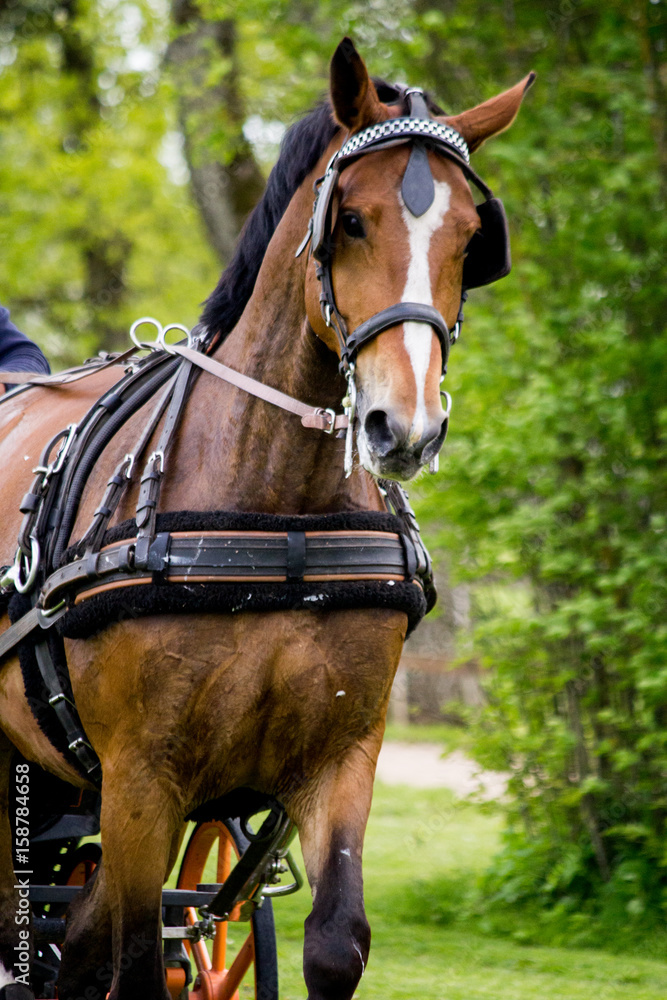 Obraz premium Portrait of horse pulling carriage in summer