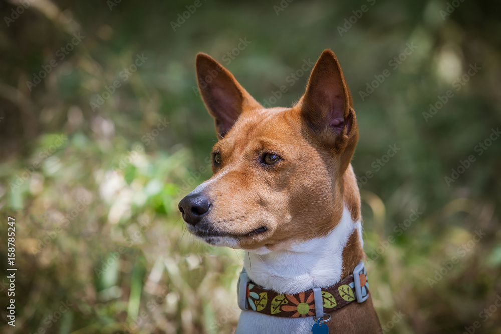 ortrait of a Dog Basenji. Dog in the shade of trees.