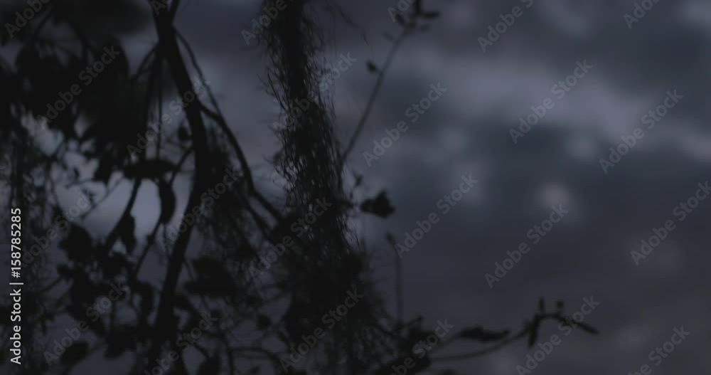 Spanish moss silhouette at dusk Spanish moss silhouette at dusk