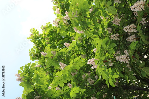Horse chestnut, acorn, esculus (Aesculus) tree is widely bred in parks photo