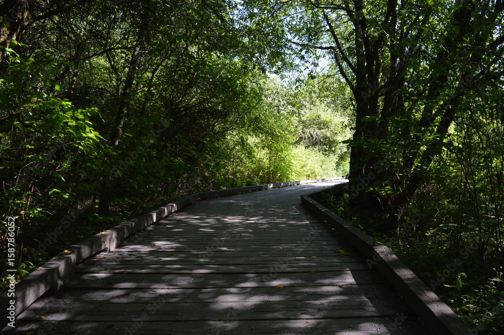 Fototapeta premium wooden bridge