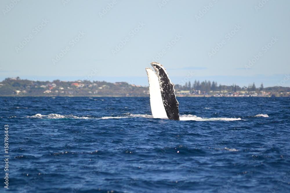Fototapeta premium Humpback whale