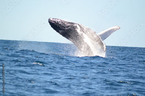 Humpback whale © Lucie
