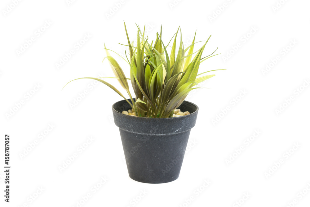 Decorative grass in flowerpot, House plant on a white background,Isolated on white background Decorative grass in flowerpot, House plant on a white background,Isolated on white background