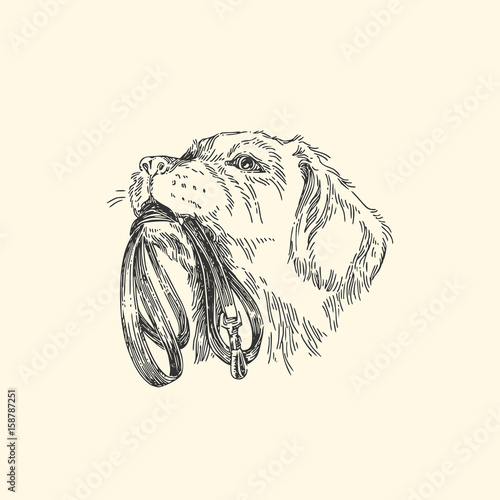 Pet. Dog labrador with leash. Vector illustration