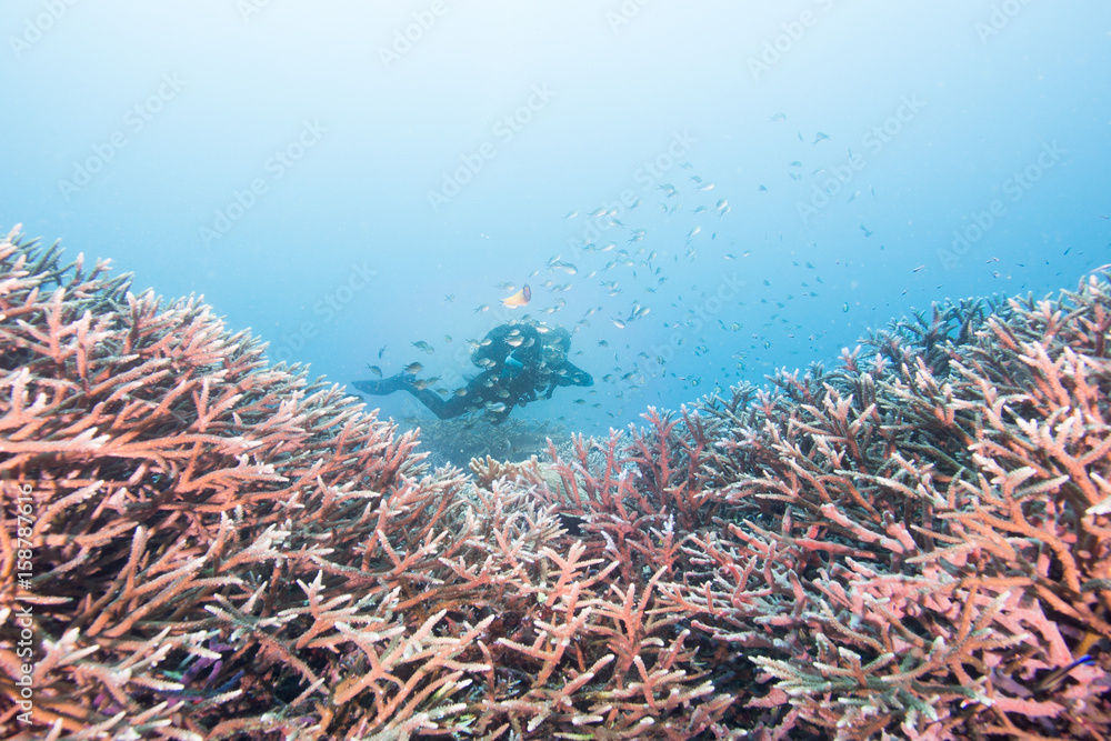 diver framed by coral reef