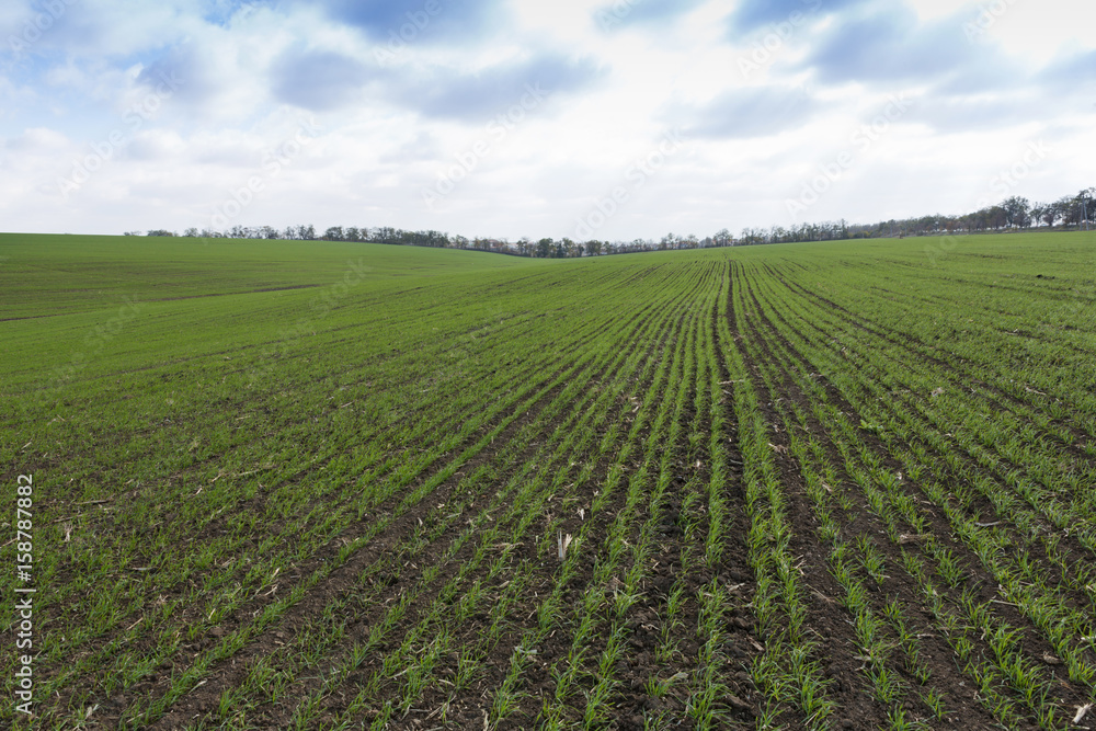 Green field, agriculture young shoots of wheat, barley Green field, agriculture young shoots of wheat, barley