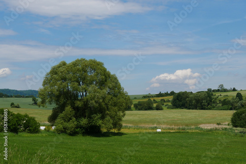 Baum auf der Sommerwiese in Tschechien