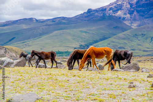 Wallpaper Mural Beautiful wild horses in the National Park Cotopaxi Torontodigital.ca