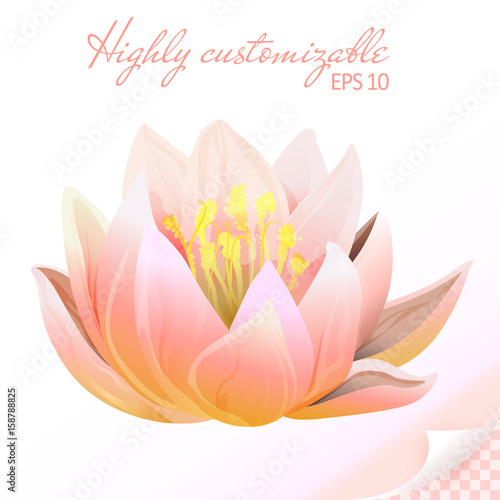 Fototapeta Naklejka Na Ścianę i Meble -  Highly customizable vector lily flower