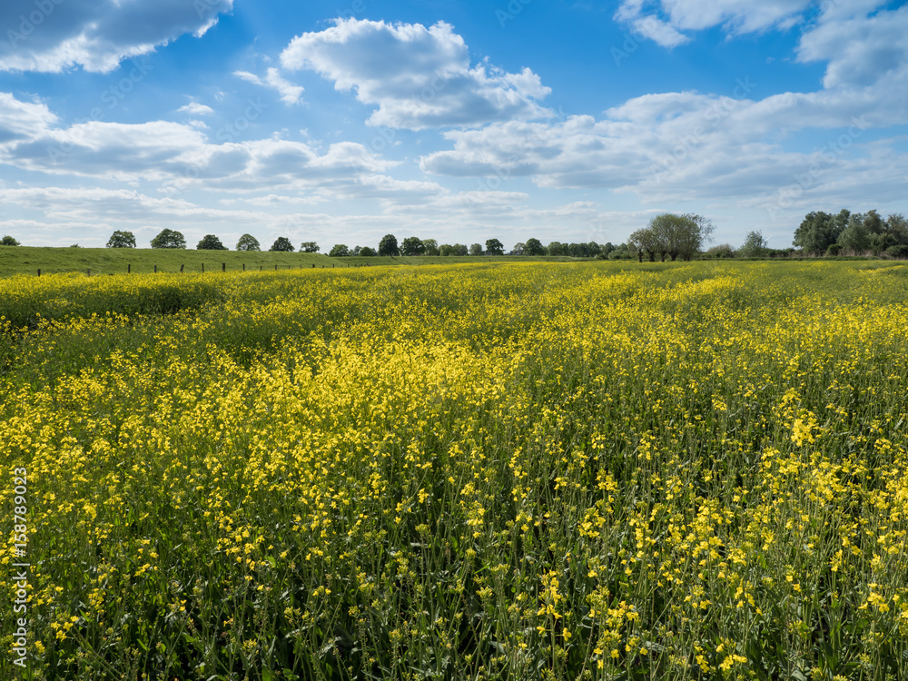 view from a rape field to a landscape with cloudy sky