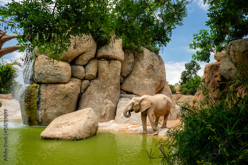 Elefante africano, Bioparc, Valencia, Spagna photo